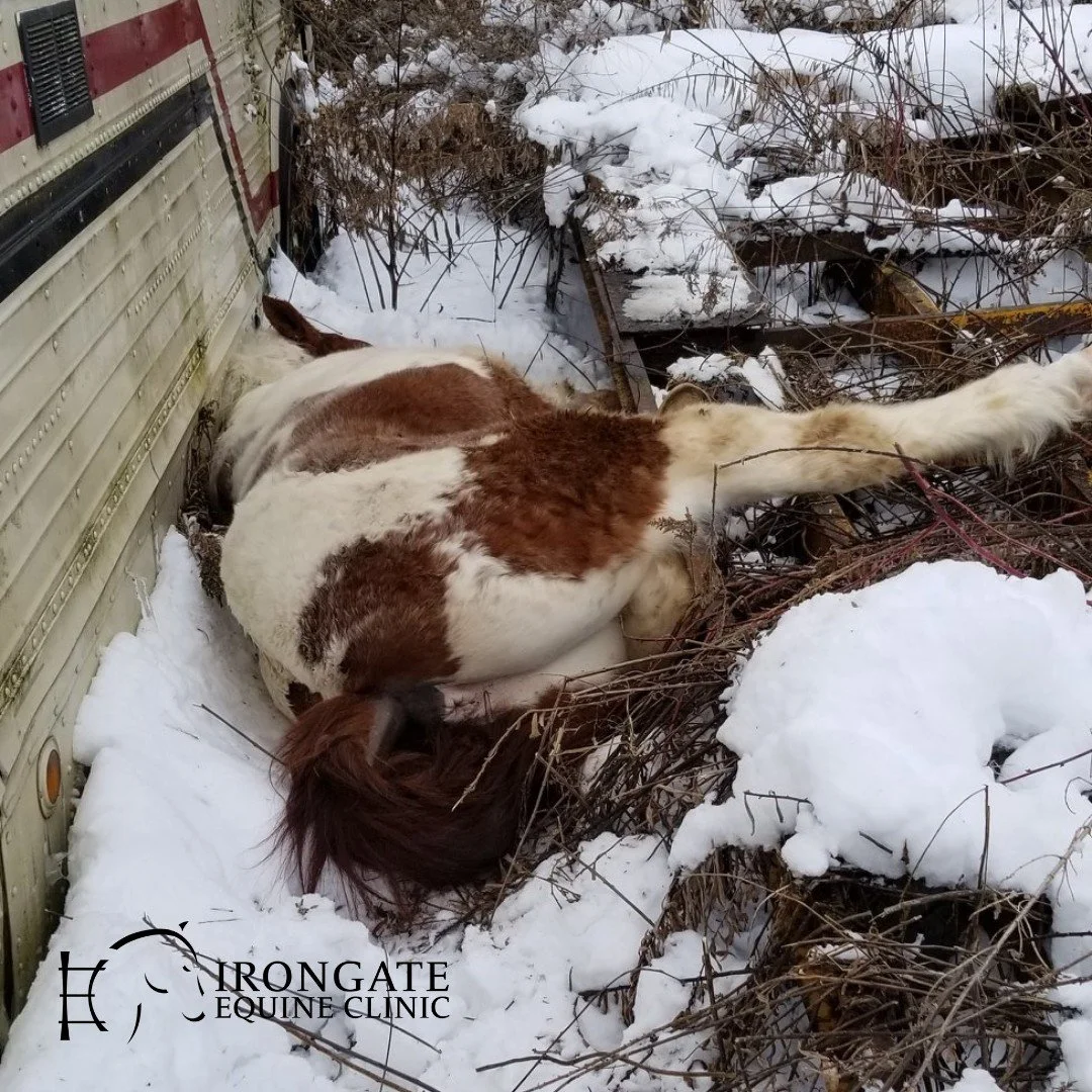 ❄️ Winter can turn a downed horse into a life-threatening emergency. Ice, snow, and cold temperatures can make it impossible for a horse to stand &mdash; leading to injury, exhaustion, and hypothermia.

Dr. Howard Ketover shares the three golden rule