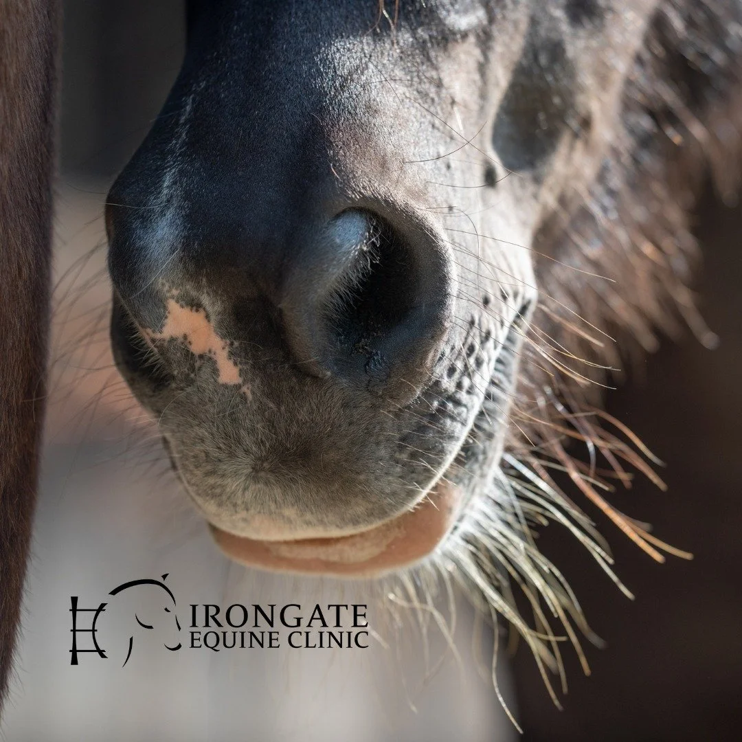 ❄️ Winter Biosecurity Reminder 🐴

We know many horses aren&rsquo;t traveling as much during the winter months, but biosecurity remains just as important year-round&mdash;especially with infectious diseases like EHV.

Whether horses are coming onto y