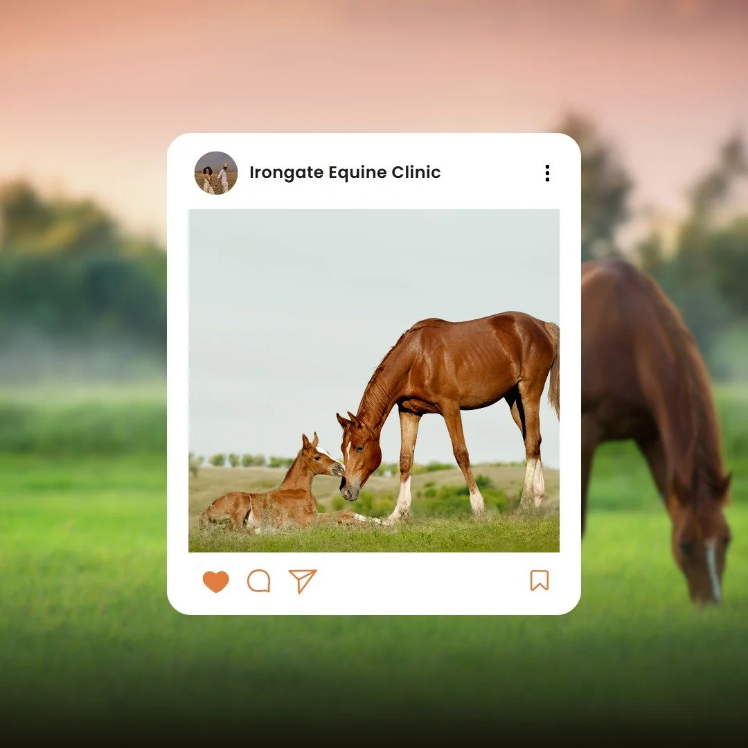 🐴 Vaccinations &amp; the Pregnant Mare 🐴

Vaccinations are important for all horses, but they&rsquo;re especially critical for pregnant mares. Proper vaccination helps reduce the risk of abortion and sets the foal up for a healthy start by providin