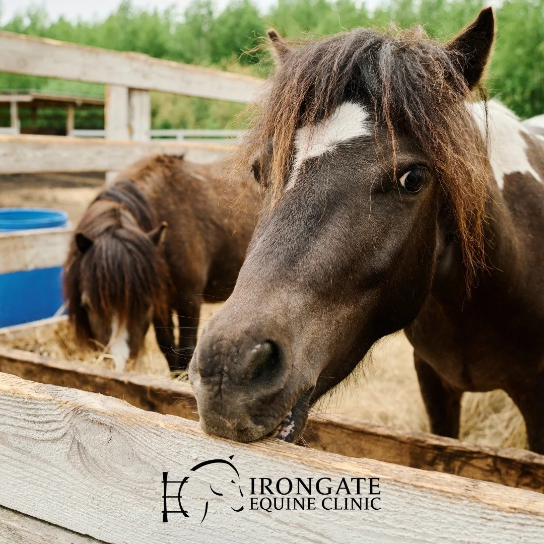 🐴 Equine Cushing&rsquo;s (PPID): What Every Horse Owner Should Know

PPID affects 1 in 7 horses over 15 and 1 in 3 over 30. It&rsquo;s caused by age-related changes in the pituitary gland, resulting in elevated cortisol levels.

⚠️ Common signs:
Lon
