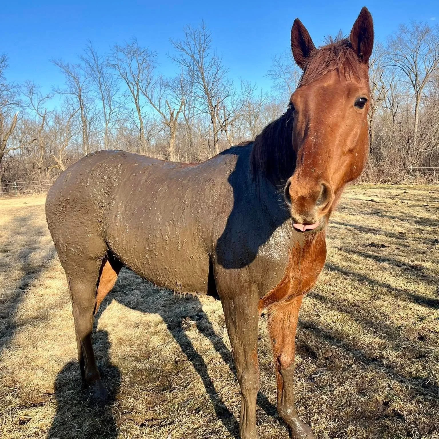 🐴 Hello, Mud Season&hellip; 🌧️

If your boots are sinking and your horse looks like they rolled in chocolate pudding, you know what time it is in Wisconsin 😅

Exhibit A: this sweet soul who clearly embraced the full mud spa treatment&hellip; and e