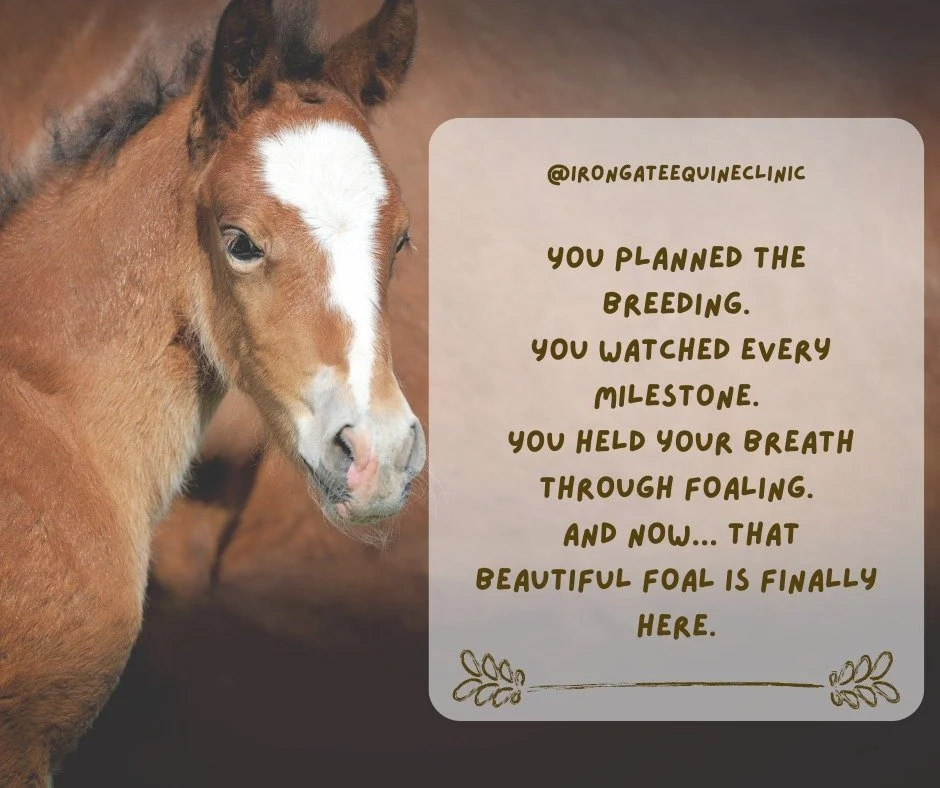 But there&rsquo;s one more very important step: the newborn foal exam.

Having your veterinarian evaluate both mare and foal within the first 24 hours sets the stage for a strong, healthy future.
