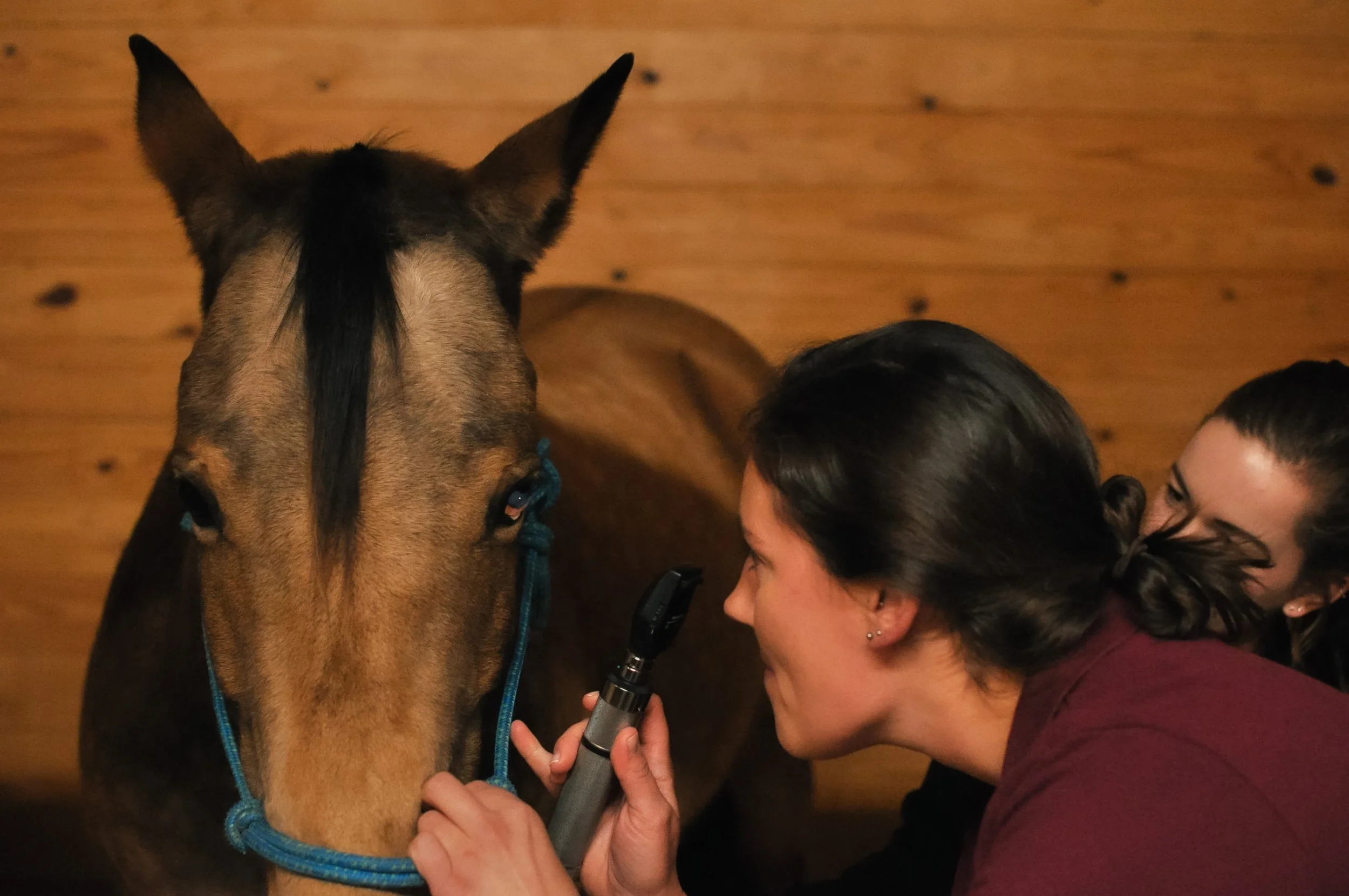 Irongate Equine Clinic
