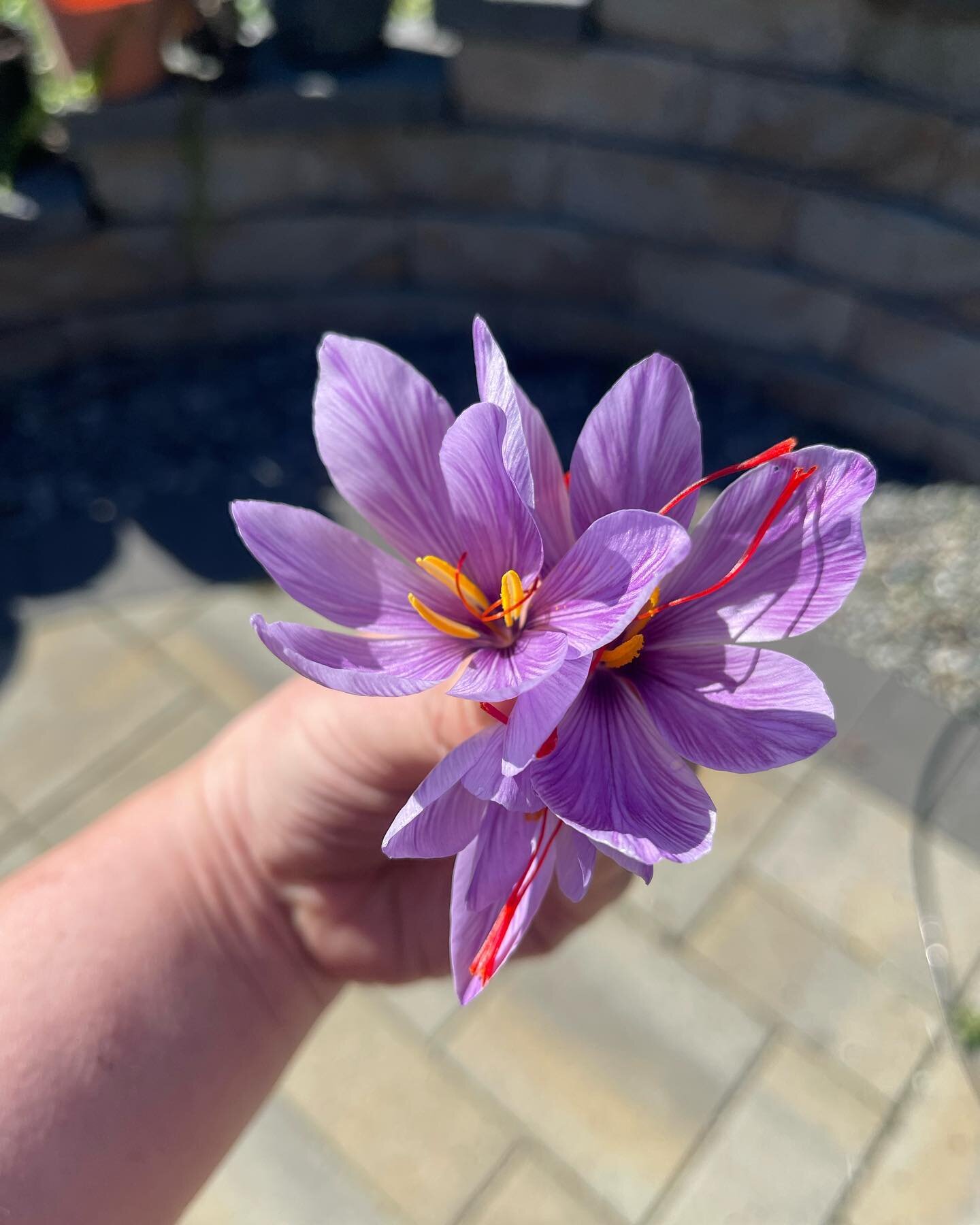 It&rsquo;s saffron season. Saffron flowers have the most insanely delicious heavenly scent. Ever.