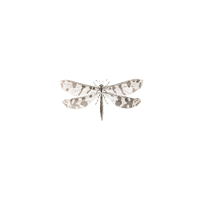 dragonfly-1525836_640.png