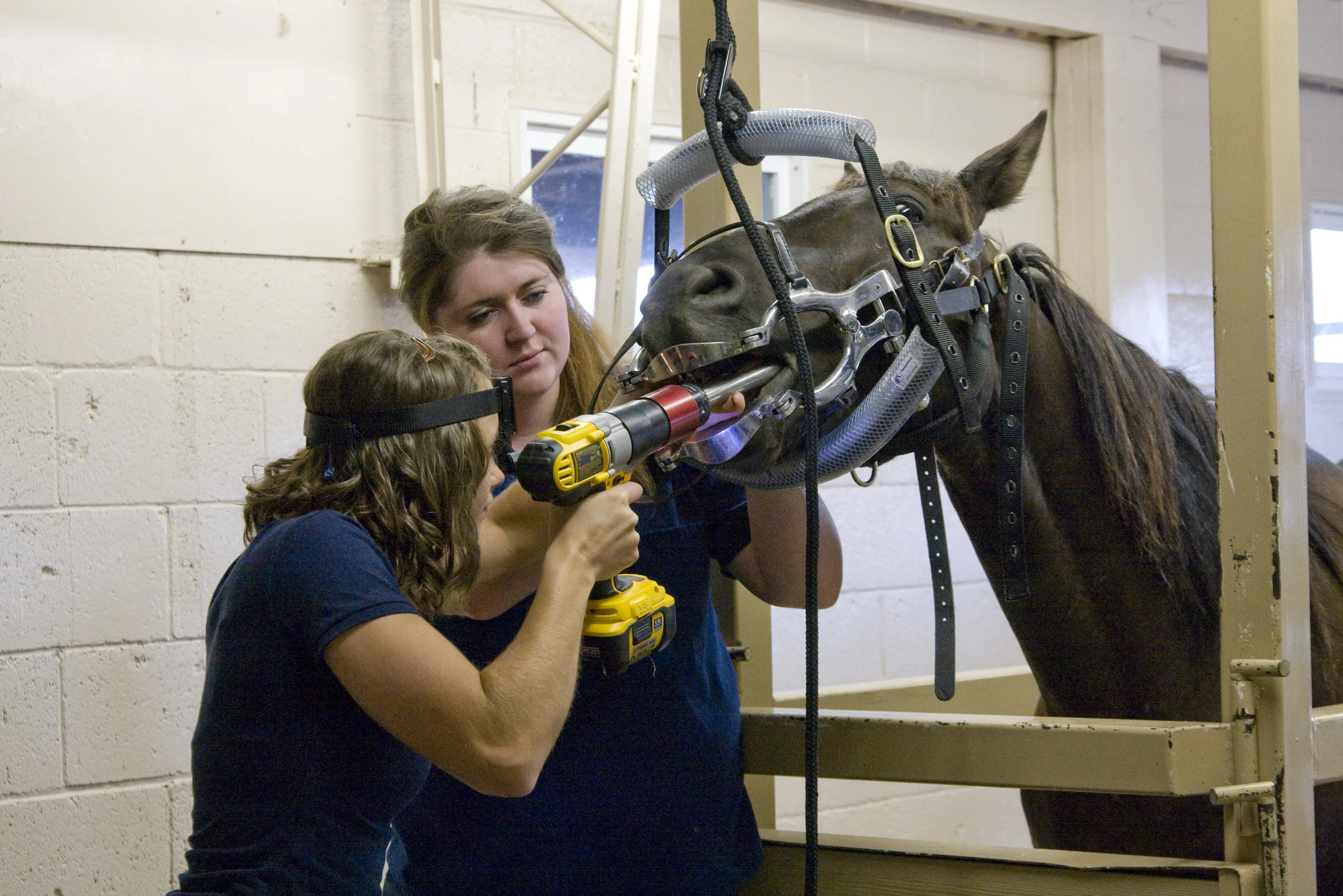 Equine Float-1.jpg