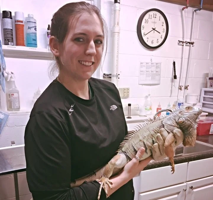 iguana.jpg