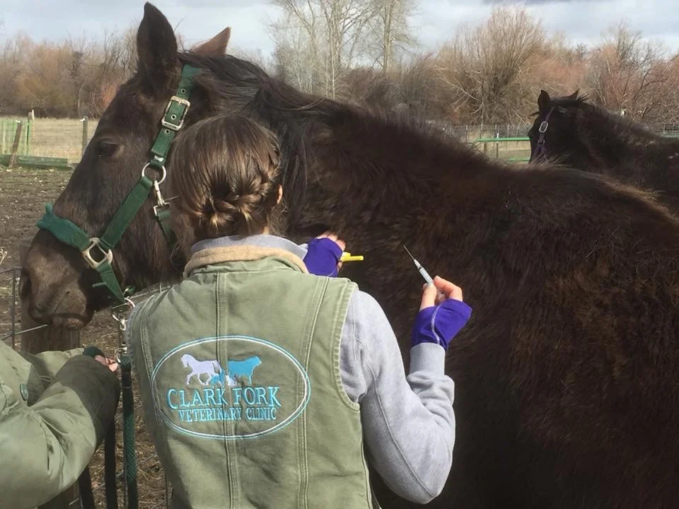Equine Wellness &amp; Vaccine Days