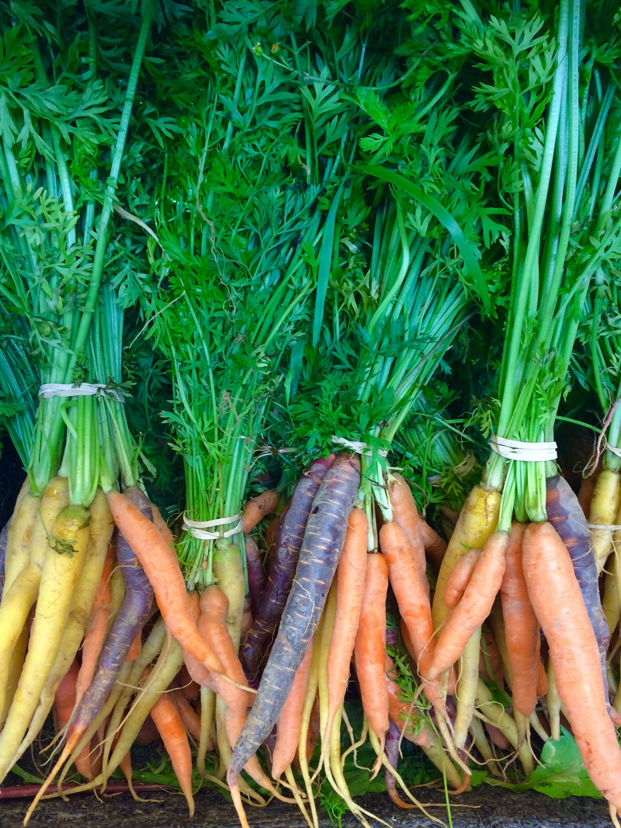 Carrots in a row.jpg