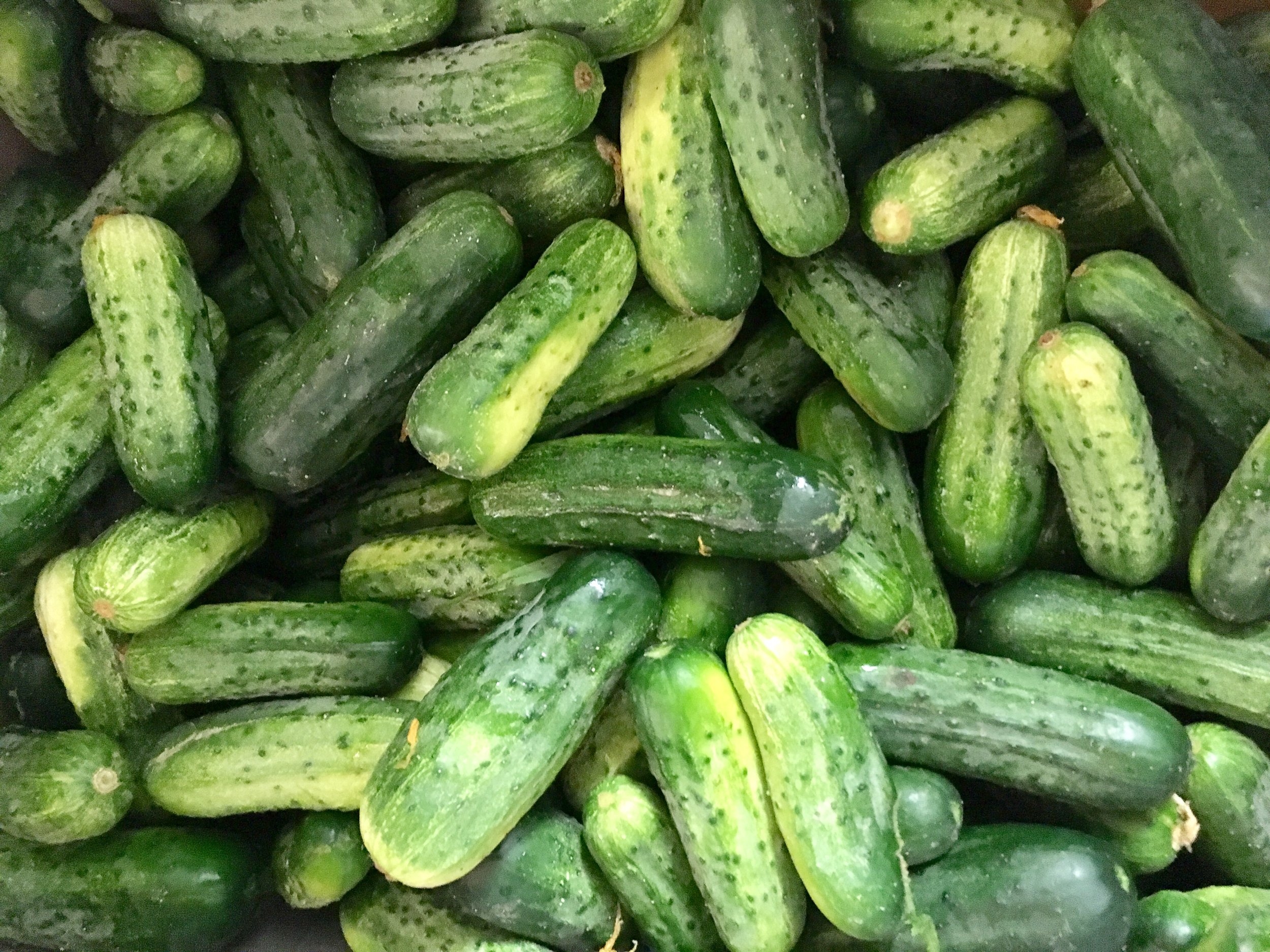 pickling cucumber.jpg