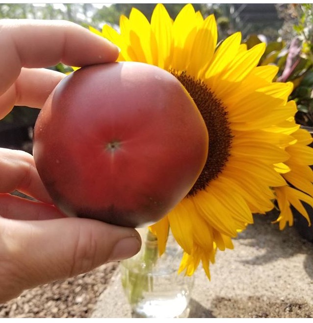 tomato eclipse sunflower.jpg