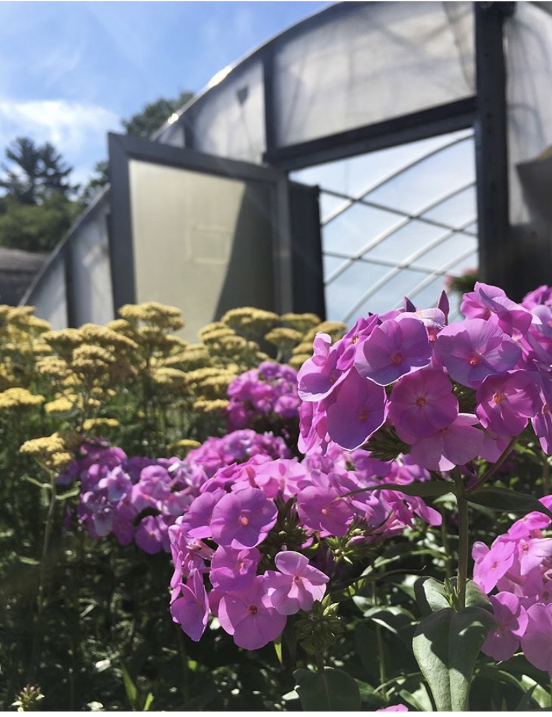 flowers in front of greenhouse.jpg