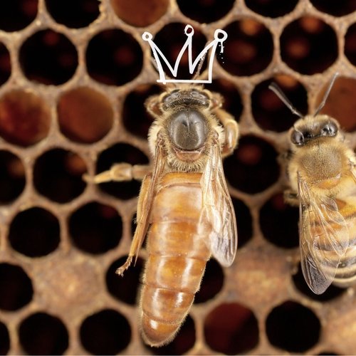 Everything You Need to Know About the Queen Bee