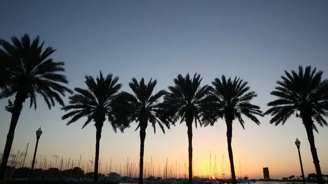 A Day in the St. Pete Sunshine