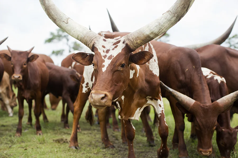 MJFP0675 big horns 1 copy.jpg