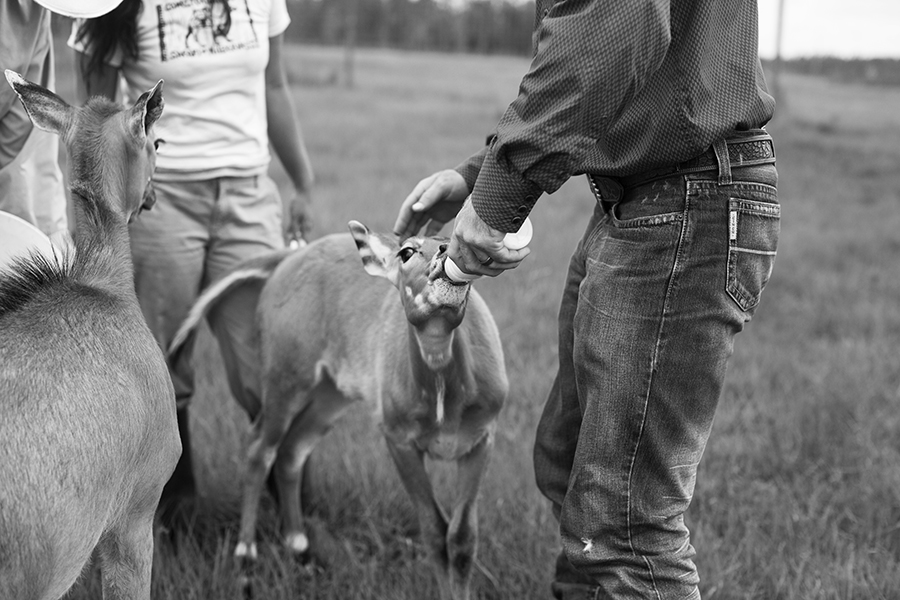 MJFP0710 baby cow 3 copy.jpg
