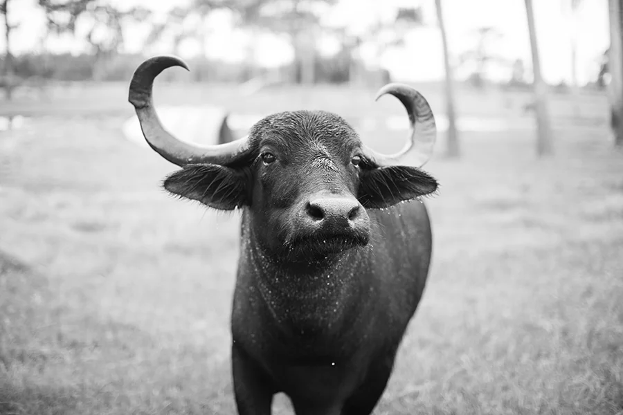 MJFP0755 water buffalo 4_2 copy.jpg