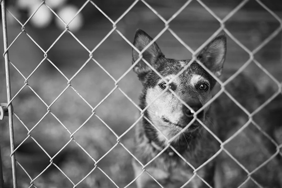 MJFP1501 farm dog_2 copy.jpg