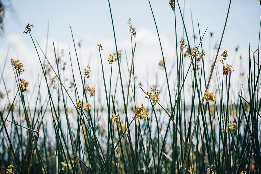 2015MAR10_DELLHOLMESPARK_MFPB1878 copy.jpg