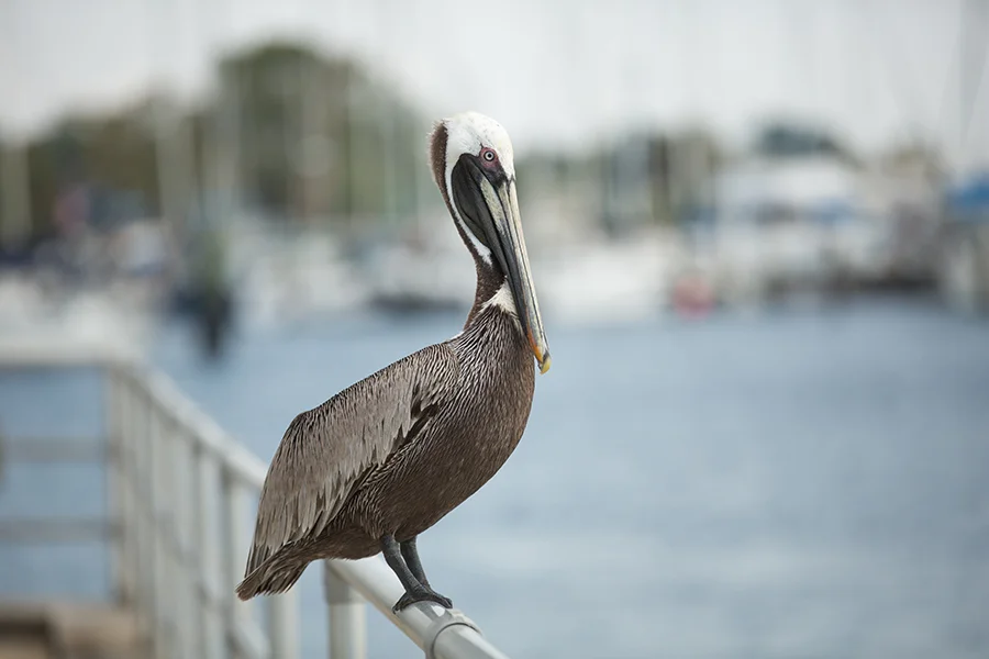 2016MAR14_PELICAN_MJFP4960 copy.jpg