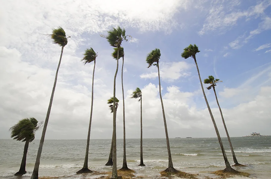 WWF_0035 tall trees copy.jpg