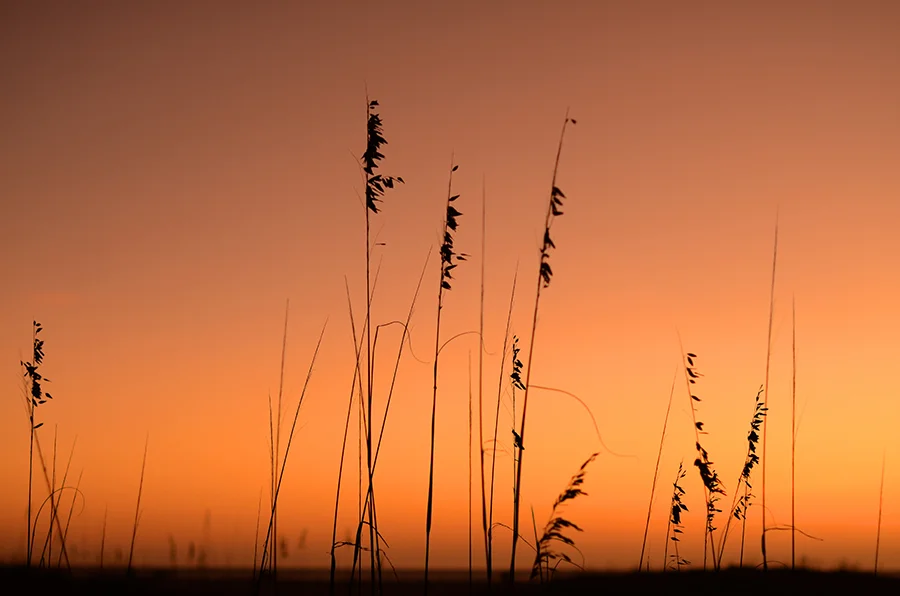 WWF_9881 oates 4 copy.jpg