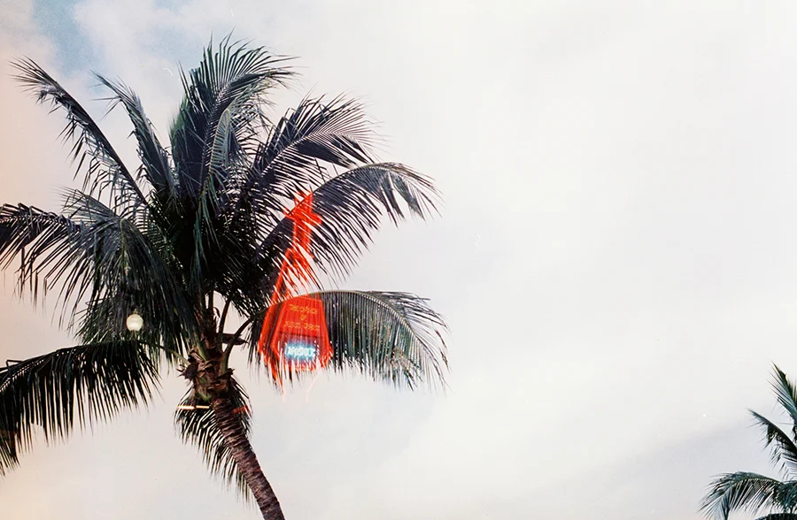 FH000016 neon palm tree copy.jpg