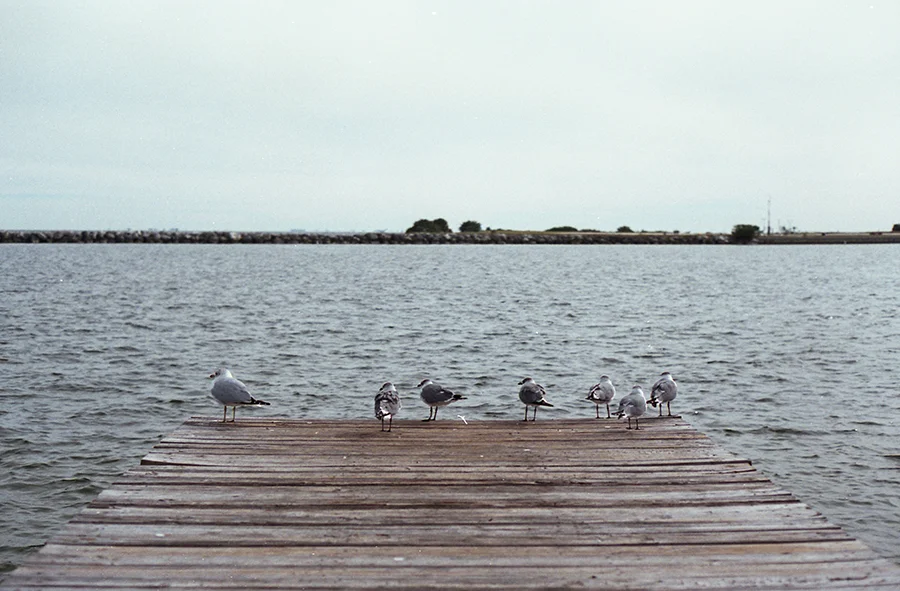 img076 gull pier 1 copy.jpg