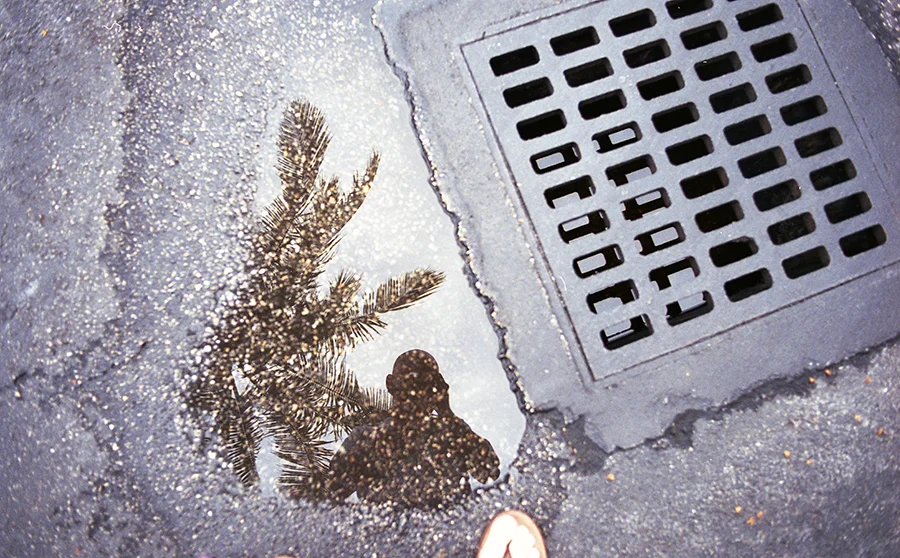 img255 palm and self reflection copy.jpg