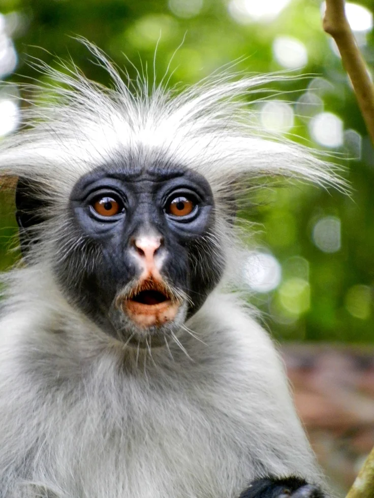 red colobus.jpg