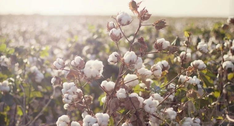 cotton.jpg