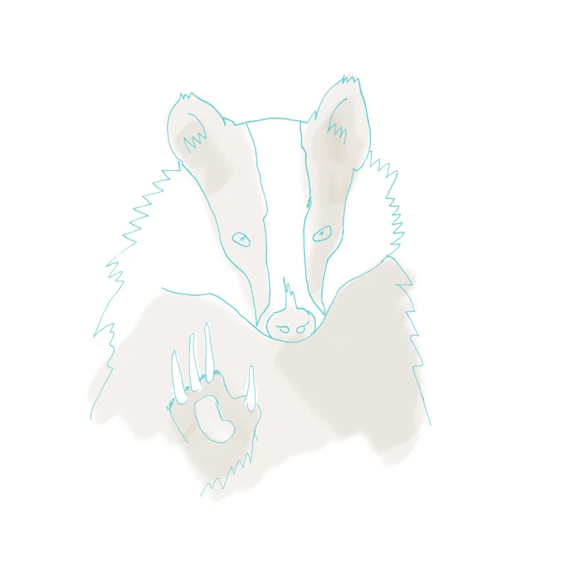 Badger.jpg