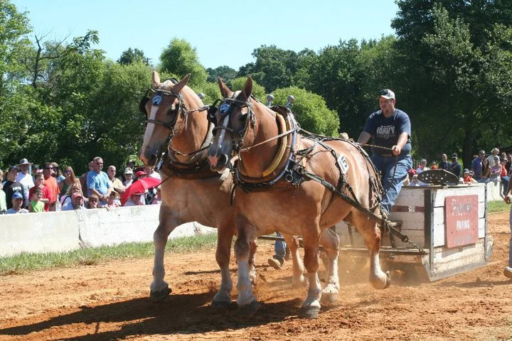 Horse Pulling Contest.jpg