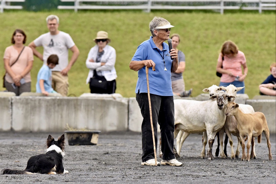 SHEEP DOG DEMONSTRATIONS.jpg