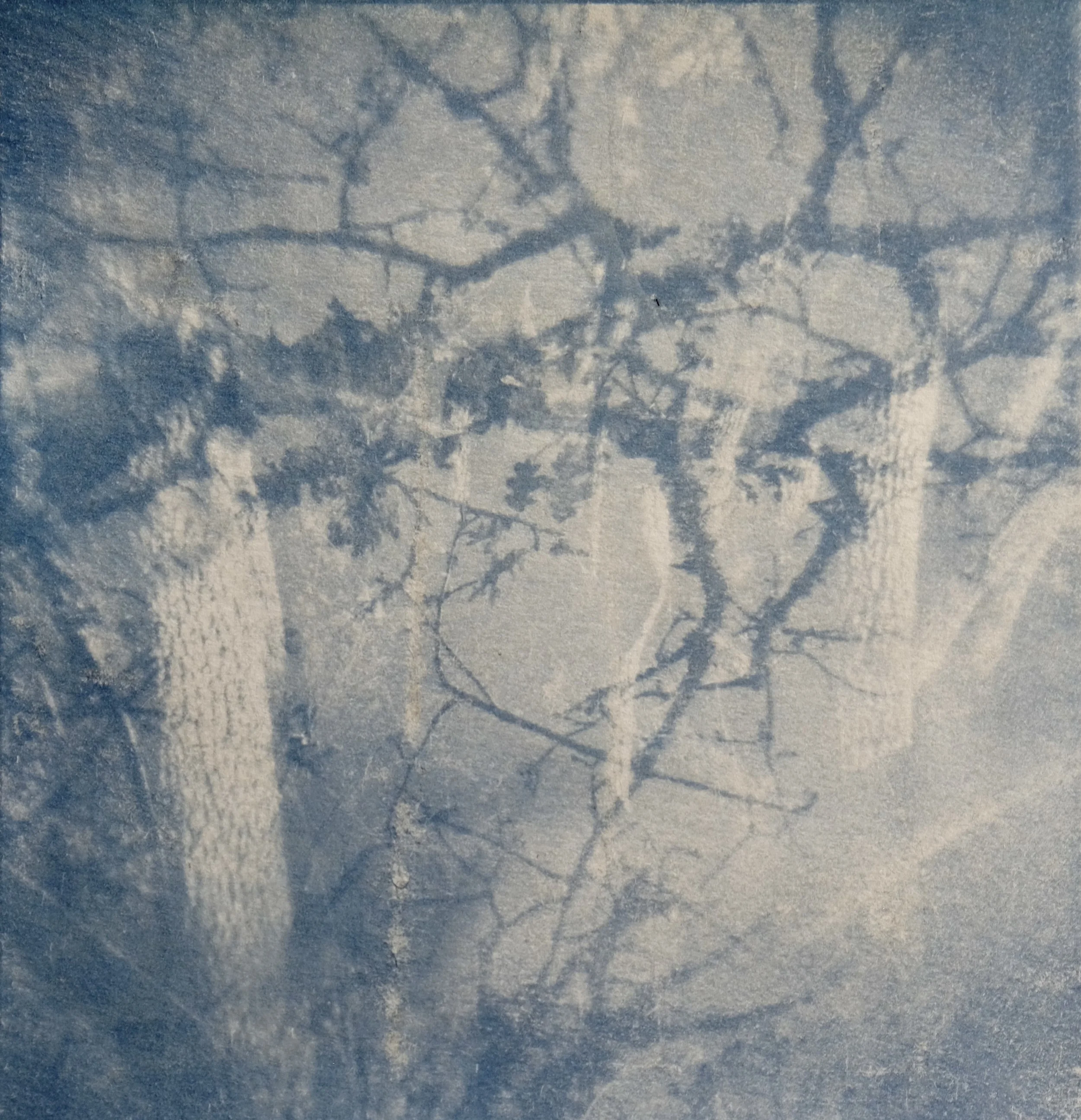 cyanotype 1.JPG