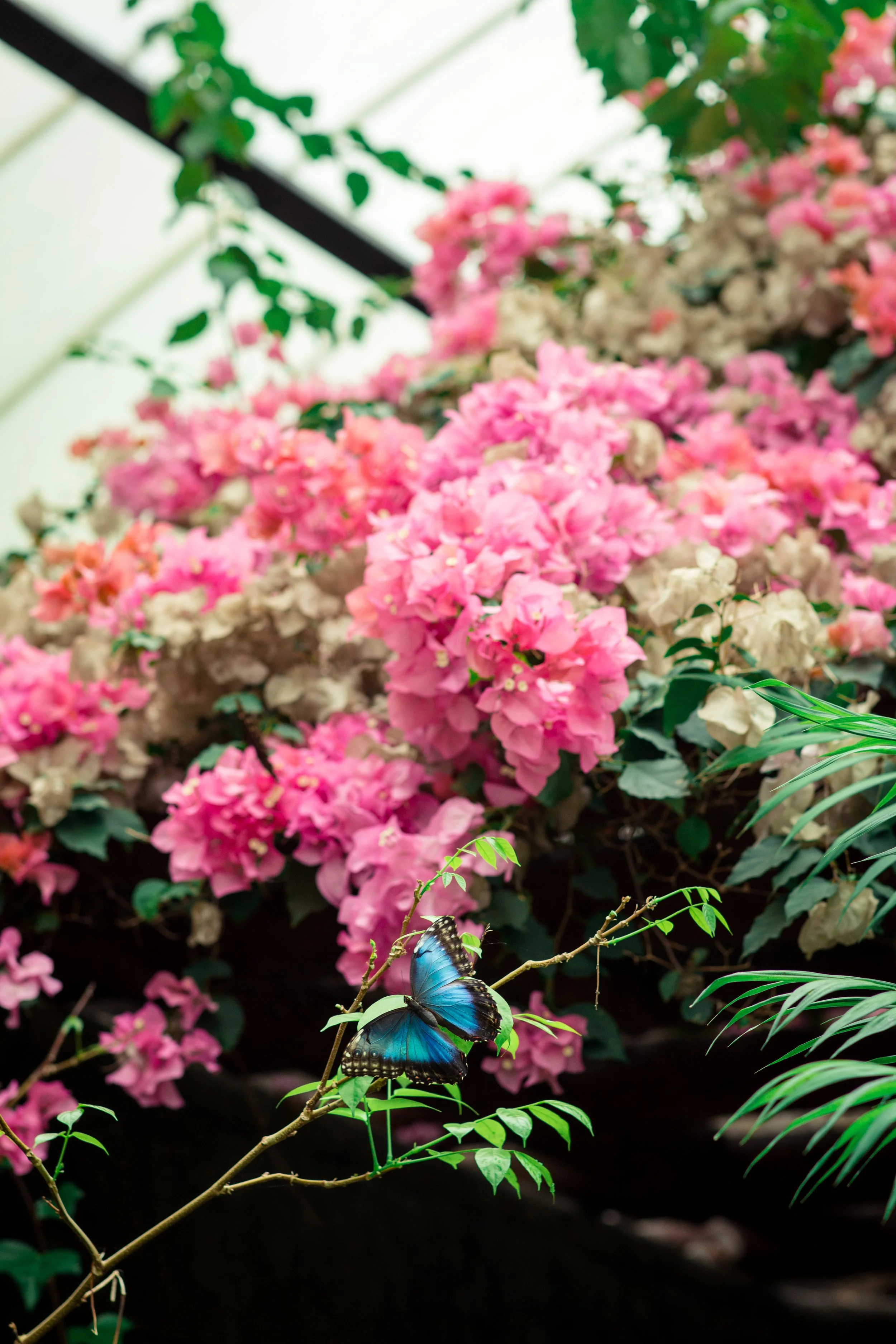 Flowers.jpg