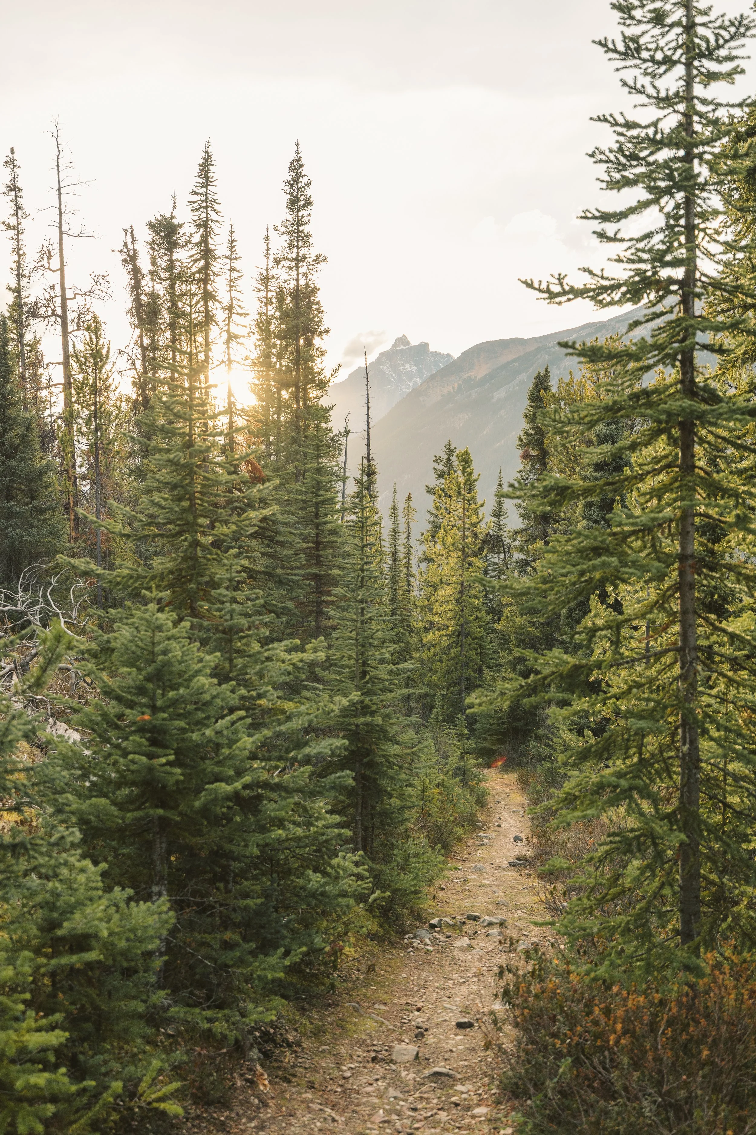 Trail.jpg