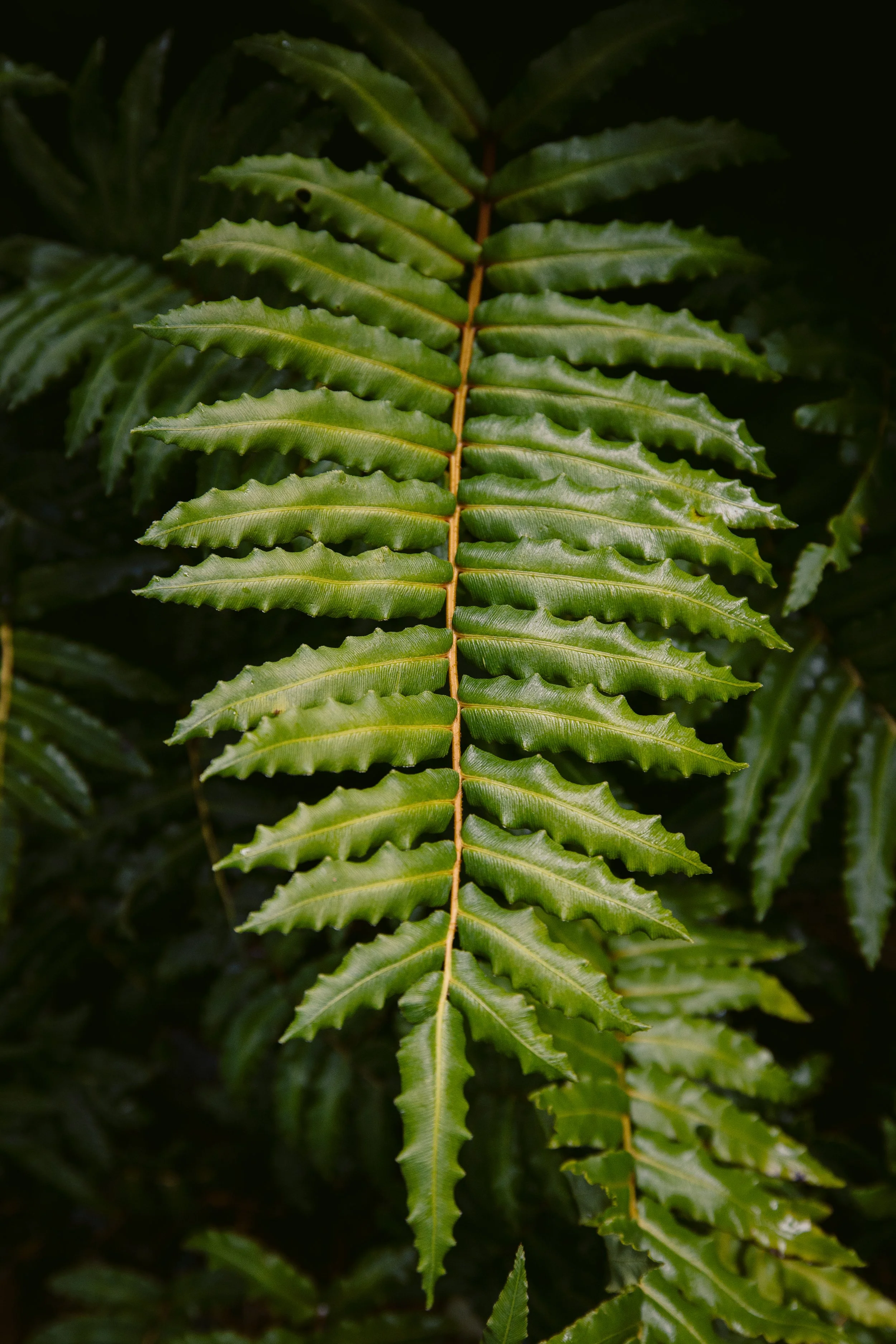 Fern.jpg