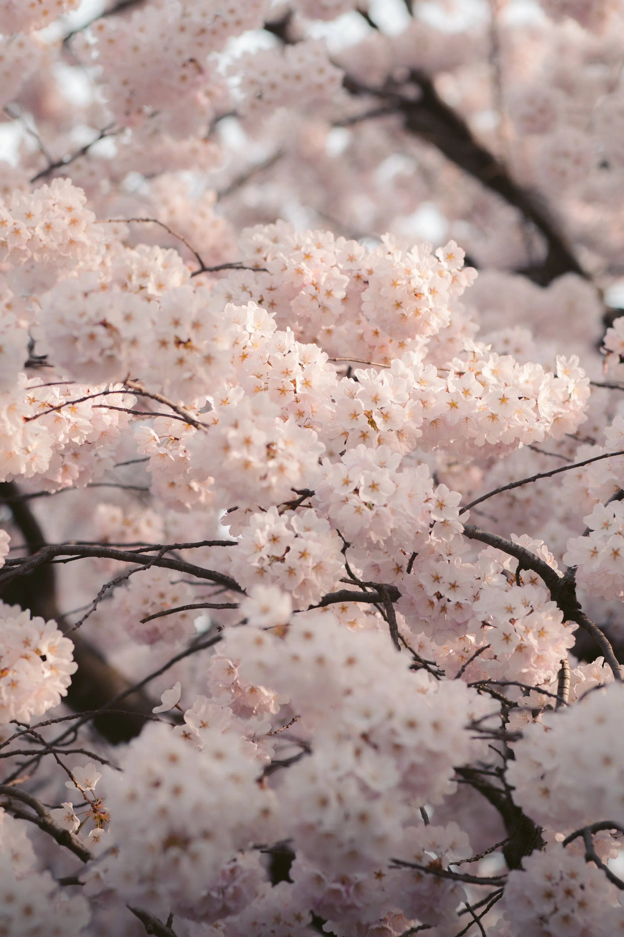 Cherry Blossoms.jpg