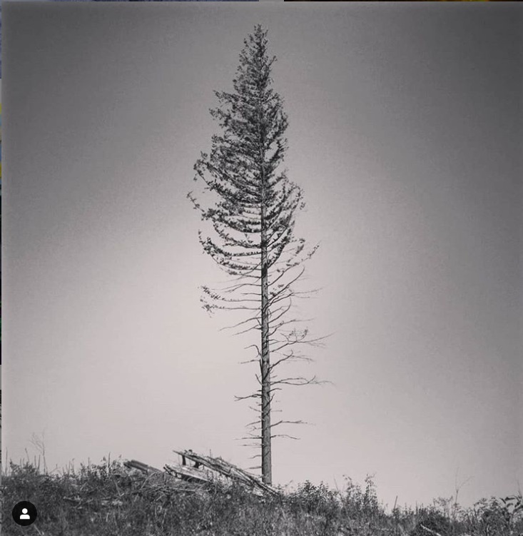 Lone Douglas Fir