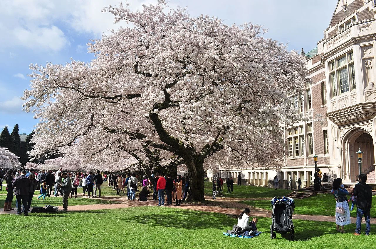 University_of_Washington_Quad_cherry_blossoms_2017_-_09.jpg