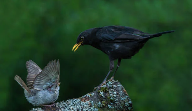 Your Chinook Wawa Word of the Day:  Kalakala