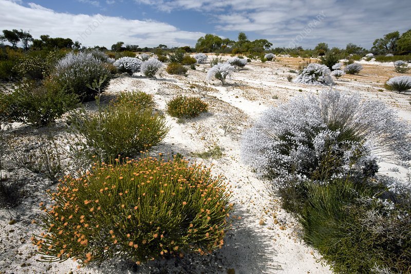 BIOREGIONAL SPOTLIGHT #1: KWONGAN