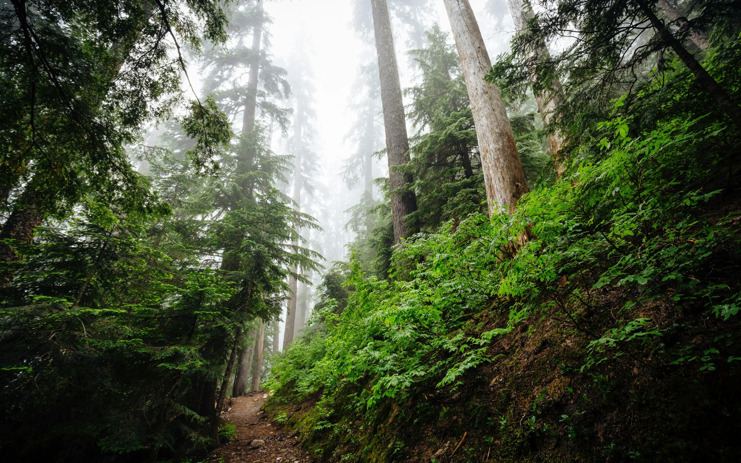 Bioregioning How to Thrive Where We Live: Tuesday, September 30 at 10am on Zoom