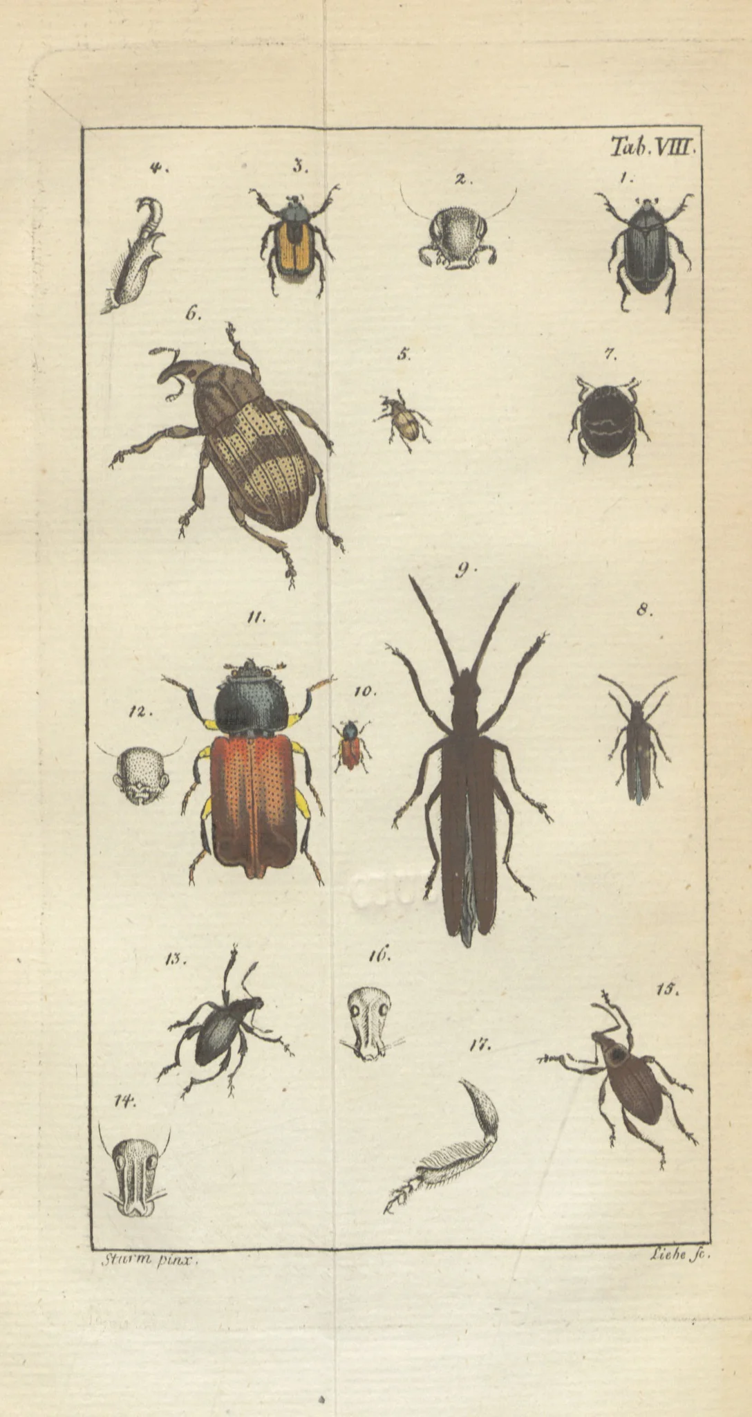 insect.jpg