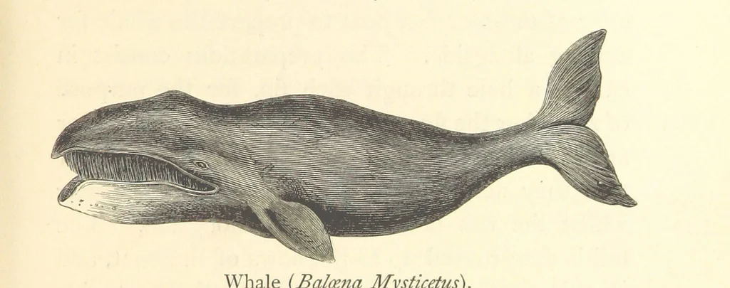 whale.jpg