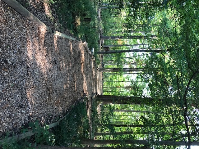 trail 1.jpg