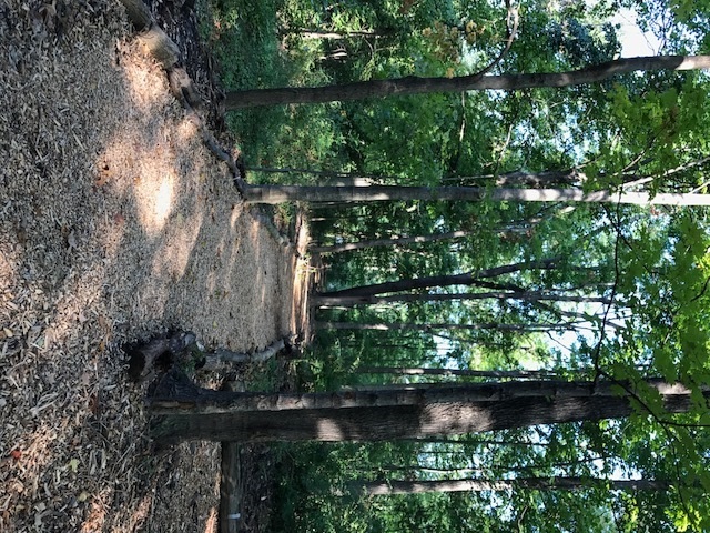 trail 2.jpg