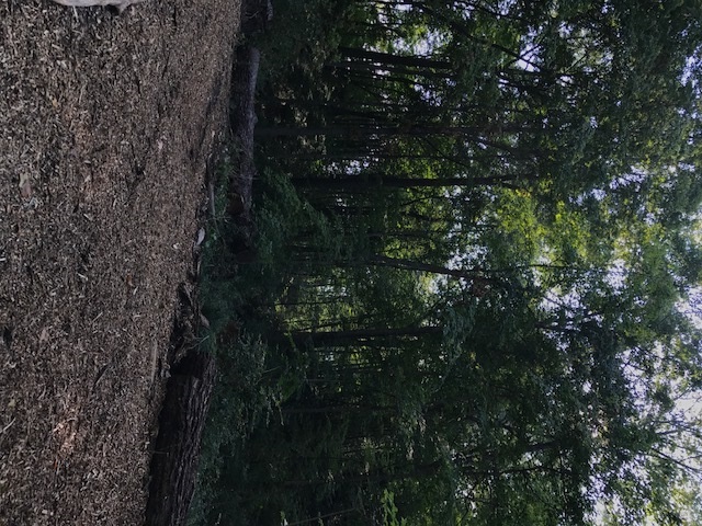 trail 9.jpg