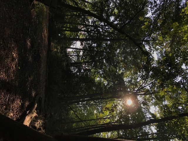 trail 12.jpg